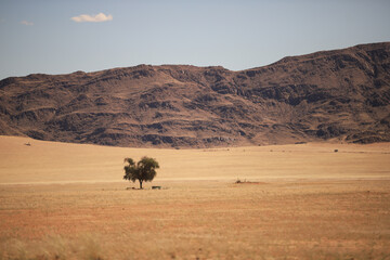 Obraz premium golden grass plain with red rock mountains in background in Sossusvlei