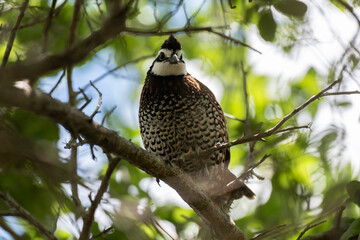 A Northern Bobwhite Perched in a Tree