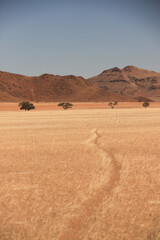 Obraz premium animal path in the golden grass plains of Sossusvlei