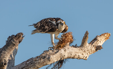 An Osprey with Nesting Material