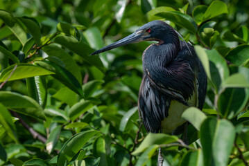 Tricolored Heron at a Florida Swamp