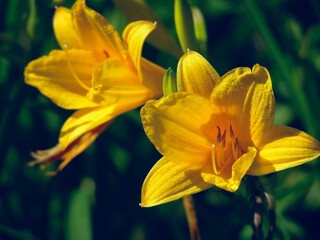 Two yellow lily flowers with bud on green unfocused background.