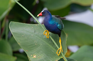 Beautiful Purple Gallinule Perched on a Pland Trunk in Florida