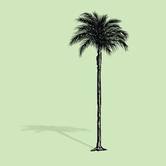 Palm tree coconut Clipart illustration vector design1