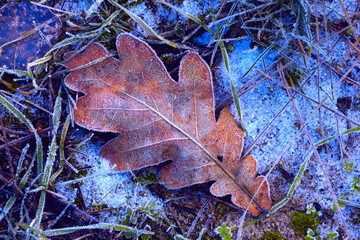 frozen oak leaf on grass - 740807571
