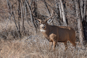 A Mule Deer Buck in Autumn during the Rut