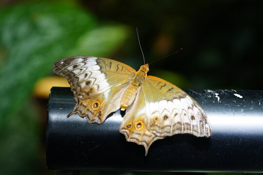 Orange dotted "Malay Cruiser" butterfly in Innsbruck, Austria. Its scientific name is Vindula Dejone, native to southeast Asia (endemic in Malaysia, Papua New Guinea, Solomon Islands)