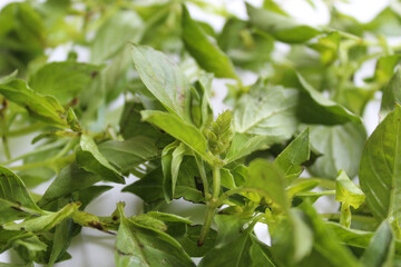 Background texture of Ocimum africanum leaves, called as Daun Kemangi in Indonesia. Eaten raw as a food condiment