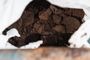 Used coffee grounds for plant fertiliser. Ecology and recycling concept.