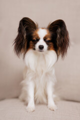 Little dog sitting with close eyes on sofa