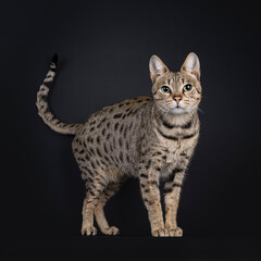 Beautiful black tabby spotted Savannah cat, standing up side ways. Looking towards camera with green eyes. Isolated on a black background.