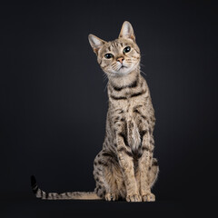 Beautiful black tabby spotted Savannah cat, sitting up facing front. Looking towards camera with...