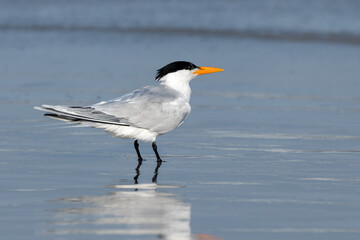 Royal Tern Wading in the Coastal Waters of Texas