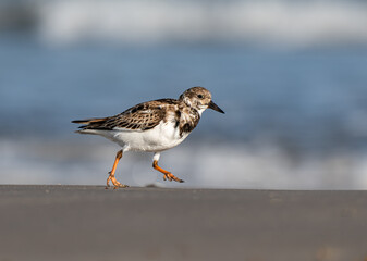 Ruddy Turnstone Searching for food on a Beach