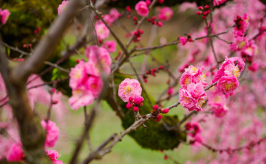 古木の梅がきれいに咲いている