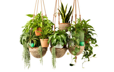 Hanging Plant Pots with Macrame on white background