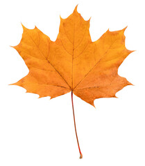 Naklejka na ściany i meble autumn maple leaf isolated on white background, clipping path