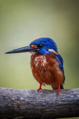 A blue-eared kingfisher alcedo meninting looks up in a perched pose enjoying the sunny day while looking for food