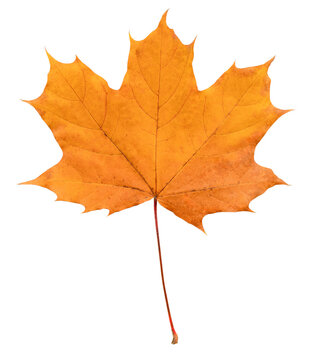 autumn maple leaf isolated on white background, clipping path