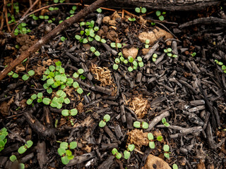 small green plants growing among the wood charcoal