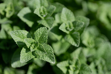 Mint leaves background. Gardening and planting concept. Green peppermint leaves pattern, layout, place for design .Top view, selective focus