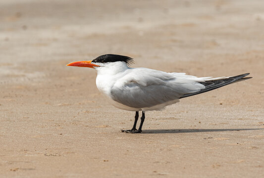 A Royal Tern on a Coastal Beach