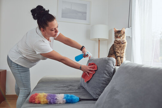 Woman cleaning couch sofa in the apartment with the cat friend.