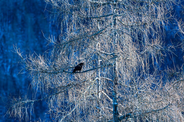 Kolkrabe im Schnee