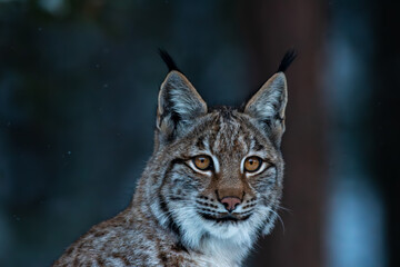 Luchs auf der Lauer