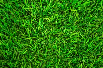 Green grass background close up