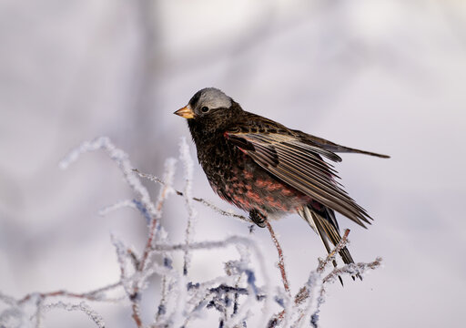 A Black Rosy Finch on a Sunny Winter Morning