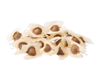 Moringa Oleifera seed dried on transparent png