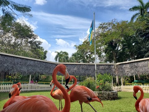 Bahamian Flamingoes 