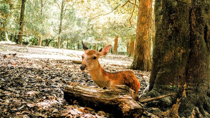 Sika deer is sitting at Nara Park in the city of Nara, Japan.