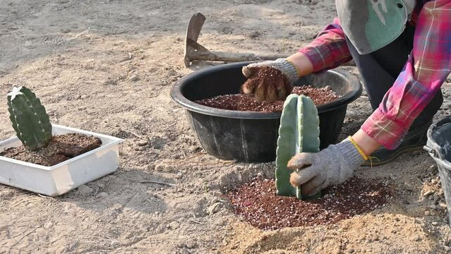 Farmer planting a Cereus hildmannianus cactus in the ground. This species is a columnar cactus. It will produce dull blue-green stems.