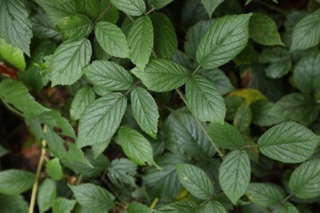 Beautiful wild plants with green leaves growing outdoors, closeup