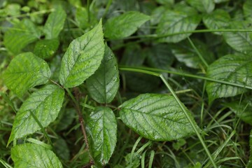Beautiful wild plant with wet green leaves growing outdoors, closeup