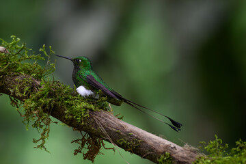 The Brilliant White-booted racket-tail in Flight
