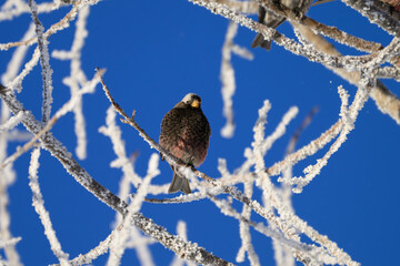 A Black Rosy Finch on a Sunny Winter Morning