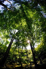 Obraz premium 新緑の美しい祇王寺の風景