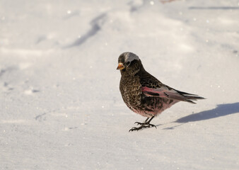 A Black Rosy Finch on a Sunny Winter Morning