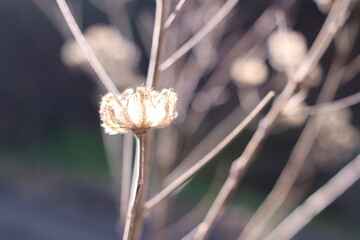 枯れフヨウの灯り