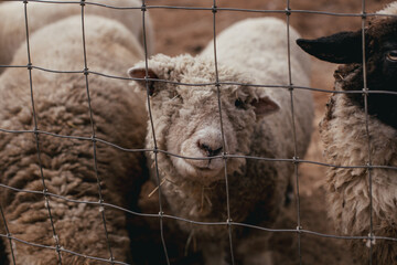 A one-eyed sheep at a rescue farm in Florida.
