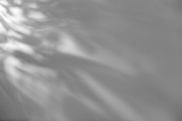 Obraz premium Shadow of plant falling on white wall, space for text