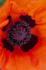 Red poppy flower close up macro photography