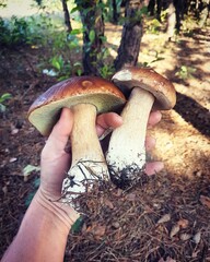 Grzybobranie © Dagmara Golebiowska