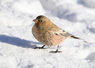 A Pretty Brown-capped Rosy Finch Foraging for Food on a Sunny Winter Morning