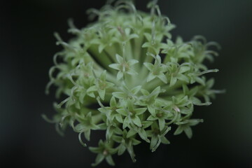 Cornus sanguinea Dogwood white flower zoom in blurry background
