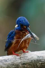 A blue-eared kingfisher alcedo meninting looks up in a perched pose enjoying the sunny day while looking for food
