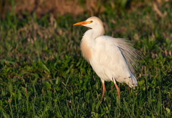 Obraz premium Cattle Egret in a Grassy Coastline